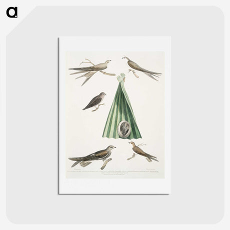 2-14_Indian-Zoology_hagaki