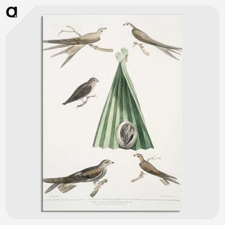 2-14_Indian-Zoology_picture-crop