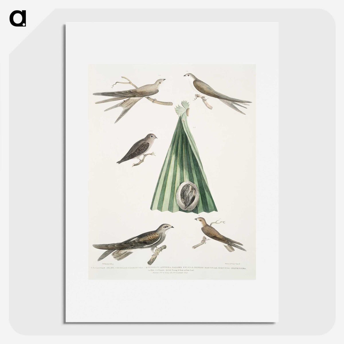 2-14_Indian-Zoology_picture