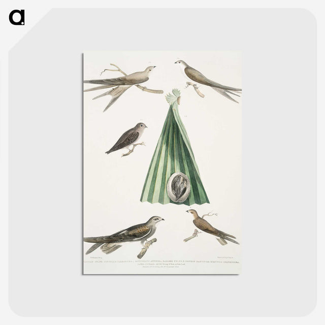 2-14_Indian-Zoology_postcard