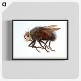 2-14_Insects-Unlocked-Project_blk-crop