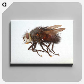 2-14_Insects-Unlocked-Project_canvas