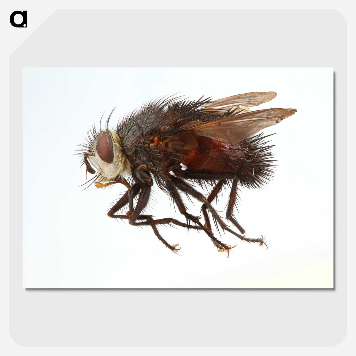 2-14_Insects-Unlocked-Project_picture-crop