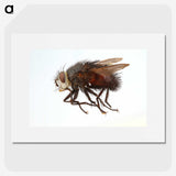 2-14_Insects-Unlocked-Project_picture