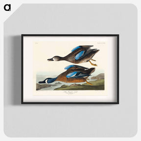 アートポスター-Blue-Winged Teal
 - ジョン ジェームス オーデュボン Poster.
