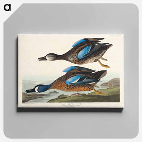 アートパネル-Blue-Winged Teal
 - ジョン ジェームス オーデュボン Canvas.