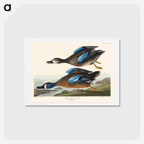 アートポストカード-Blue-Winged Teal
 - ジョン ジェームス オーデュボン Postcard.