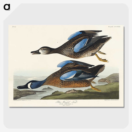 2-14_John-James-Audubon_picture-crop