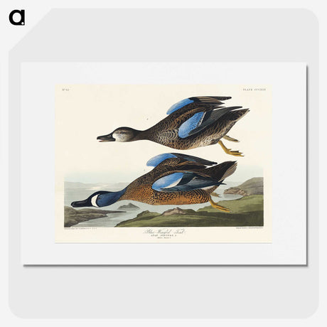 2-14_John-James-Audubon_picture