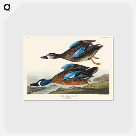 アートポストカード-Blue-Winged Teal
 - ジョン ジェームス オーデュボン Postcard.