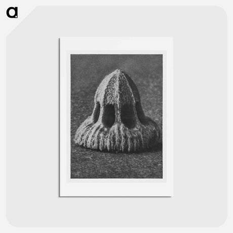 アートポストカード-Callistemma Brachiatum - カール ブロスフェルト Postcard.