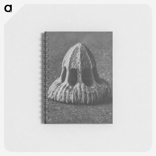2-14_Karl-Blossfeldt_memo