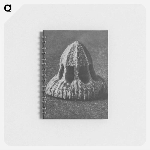 Callistemma Brachiatum - カール ブロスフェルト Memo.