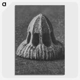 2-14_Karl-Blossfeldt_picture-crop