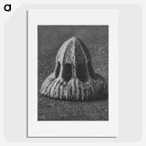 2-14_Karl-Blossfeldt_picture