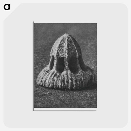 アートポストカード-Callistemma Brachiatum - カール ブロスフェルト Postcard.