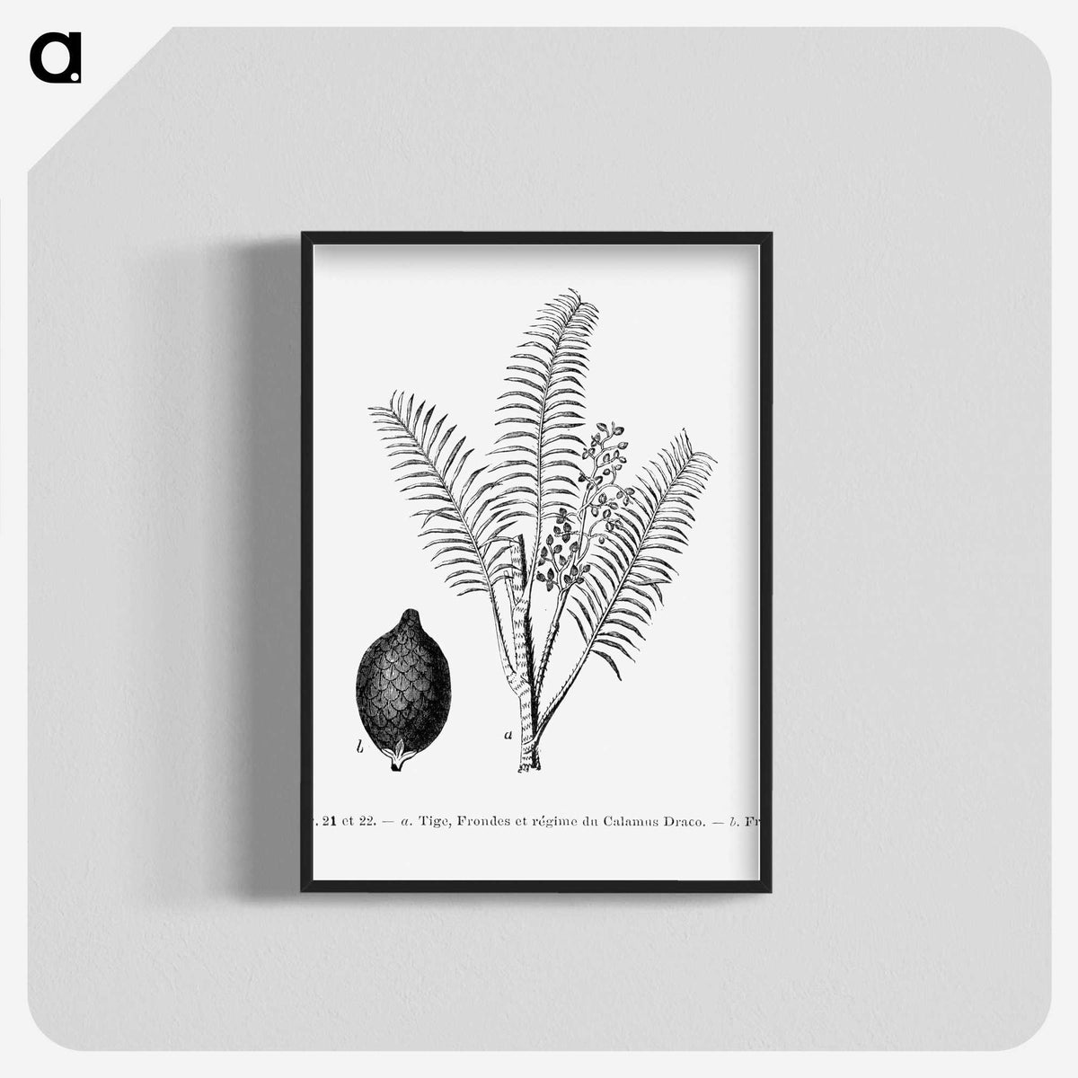 2-14_Les-Palmiers-Histoire-Iconographique_blk-crop