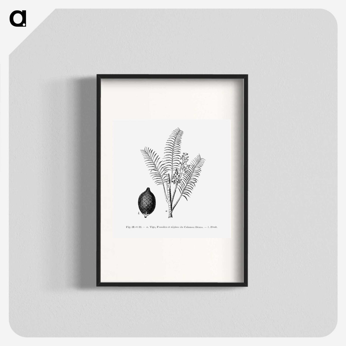 2-14_Les-Palmiers-Histoire-Iconographique_blk