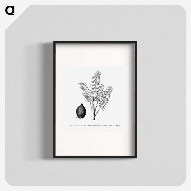 2-14_Les-Palmiers-Histoire-Iconographique_blk