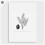 2-14_Les-Palmiers-Histoire-Iconographique_picture