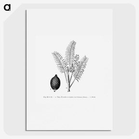 2-14_Les-Palmiers-Histoire-Iconographique_picture