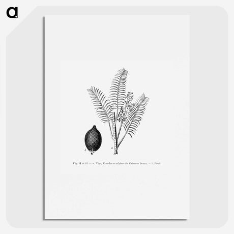 2-14_Les-Palmiers-Histoire-Iconographique_picture