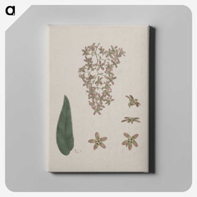 2-14_Luigi-Balugani_canvas