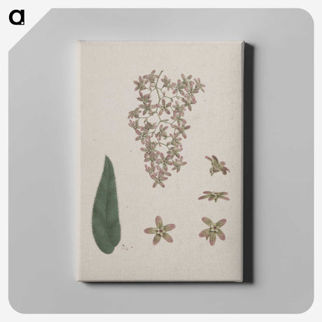 2-14_Luigi-Balugani_canvas