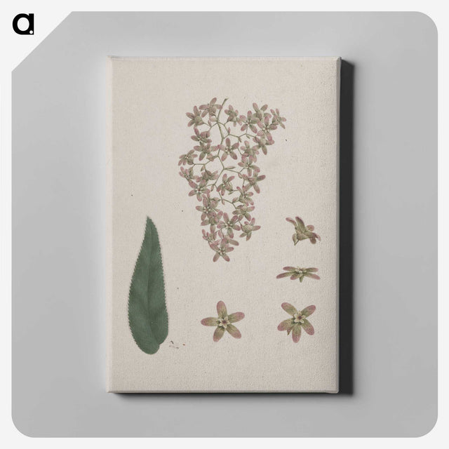 2-14_Luigi-Balugani_canvas