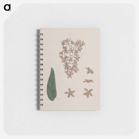 アートメモ帳-Hagenia abyssinica
 - ルイージ バルガーニ Memo.