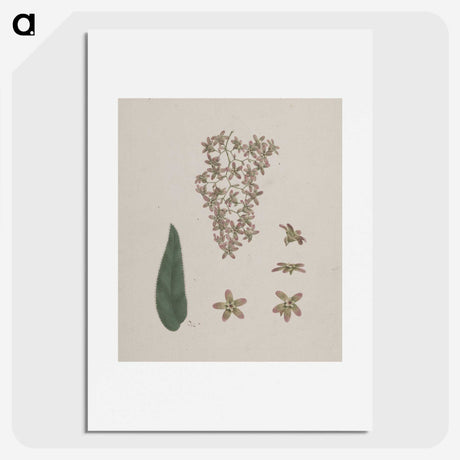 2-14_Luigi-Balugani_picture