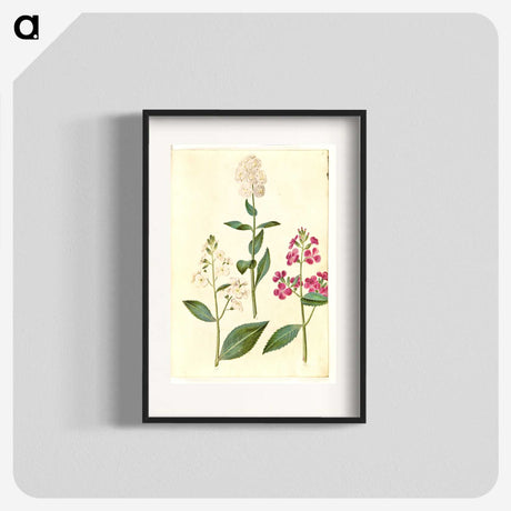 2-14_Maria-Sibylla-Merian_blk