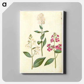 アートパネル-Hesperis Matronalis
 - マリア ジビーラ メーリアン Canvas.