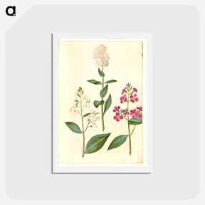 アートポストカード-Hesperis Matronalis
 - マリア ジビーラ メーリアン Postcard.