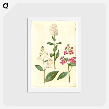 アートポストカード-Hesperis Matronalis
 - マリア ジビーラ メーリアン Postcard.