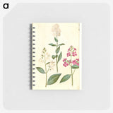 2-14_Maria-Sibylla-Merian_memo