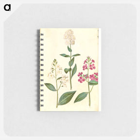 アートメモ帳-Hesperis Matronalis
 - マリア ジビーラ メーリアン Memo.