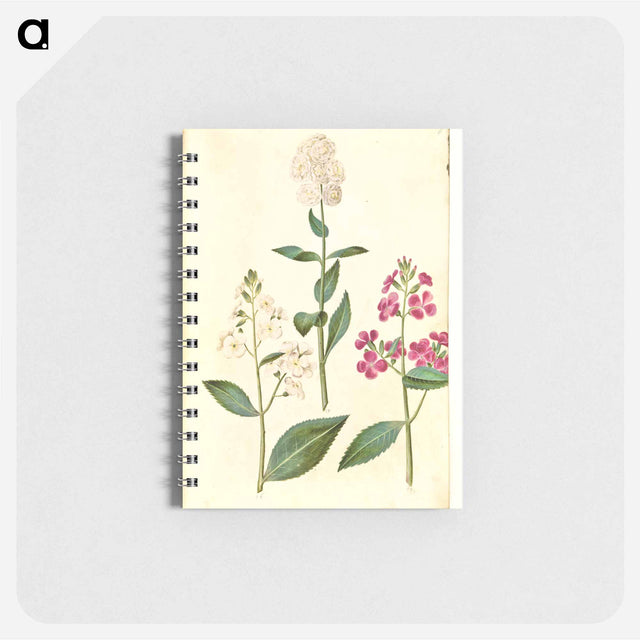 アートメモ帳-Hesperis Matronalis
 - マリア ジビーラ メーリアン Memo.