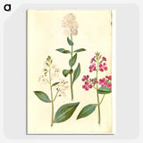 2-14_Maria-Sibylla-Merian_picture-crop