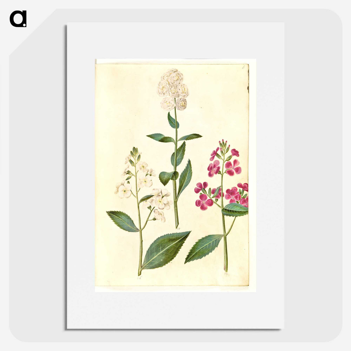 2-14_Maria-Sibylla-Merian_picture