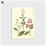 アートポストカード-Hesperis Matronalis
 - マリア ジビーラ メーリアン Postcard.
