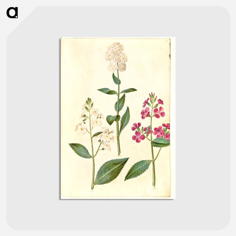 アートポストカード-Hesperis Matronalis
 - マリア ジビーラ メーリアン Postcard.