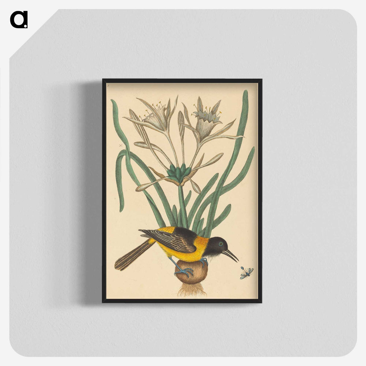 2-14_Mark-Catesby_blk-crop
