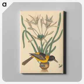 2-14_Mark-Catesby_canvas