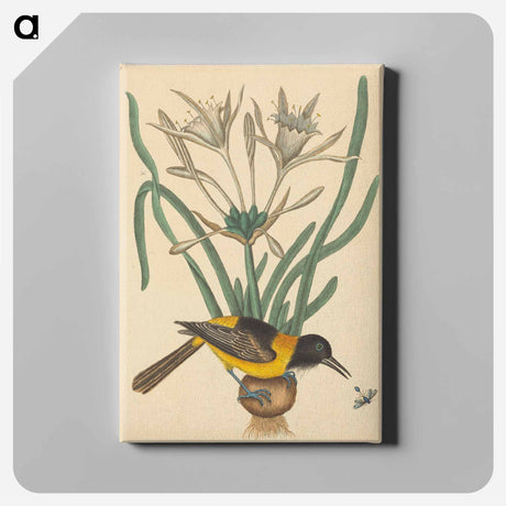 アートパネル-The Yellow and Black Pye
 - マーク ケイツビー Canvas.