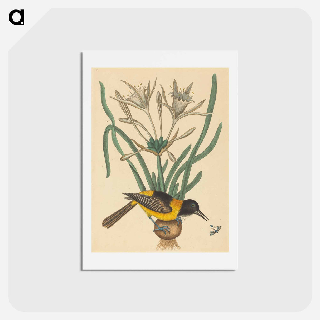 アートポストカード-The Yellow and Black Pye
 - マーク ケイツビー Postcard.