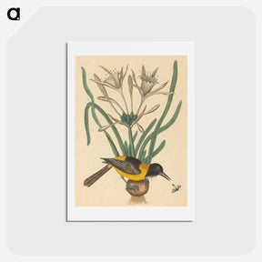アートポストカード-The Yellow and Black Pye
 - マーク ケイツビー Postcard.
