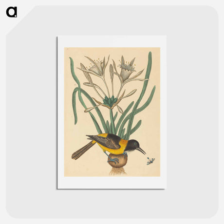 アートポストカード-The Yellow and Black Pye
 - マーク ケイツビー Postcard.