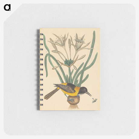 2-14_Mark-Catesby_memo