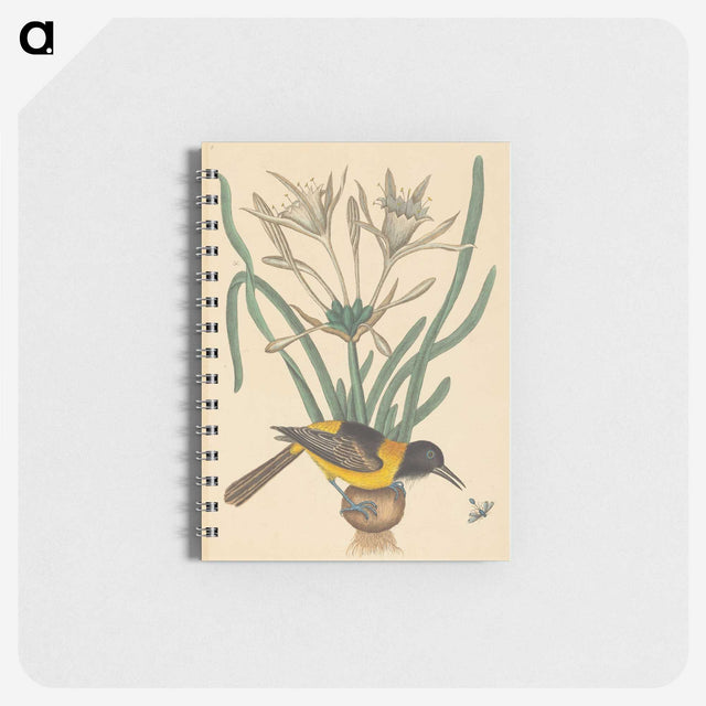 2-14_Mark-Catesby_memo